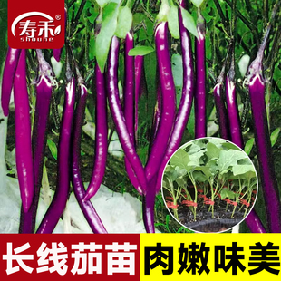 杭茄一号长茄种子苗特大线茄茄子大全秧四季 菜蔬菜种籽秧苗孑茄苗