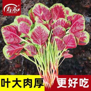 播盆栽老品种孑 改良港种大圆叶红苋菜种子种籽大田种植蔬菜四季