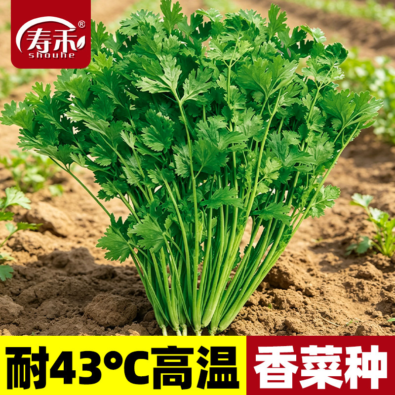 耐热香菜种籽高温夏季图片