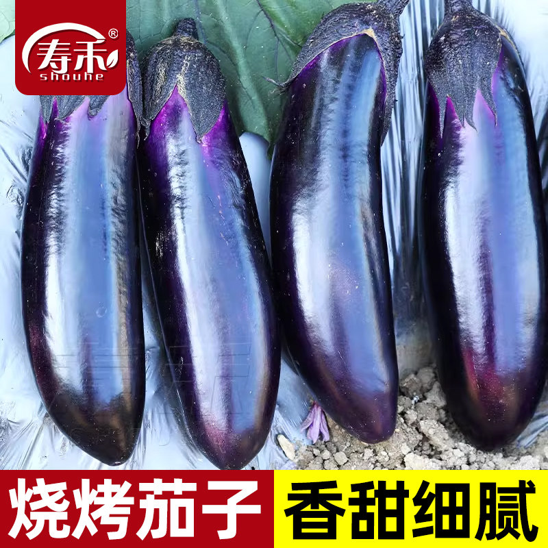 烧烤长茄子种子种籽苗黑紫色长茄特大茄苗带土大全秧苗蔬菜孑秧