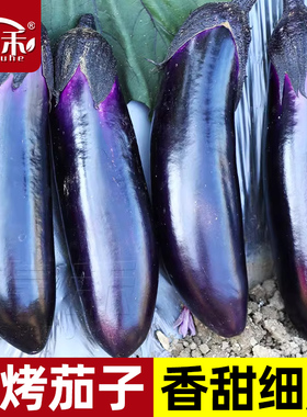 烧烤长茄子种子种籽苗黑紫色长茄籽种茄苗带土大全秧苗蔬菜本地秧