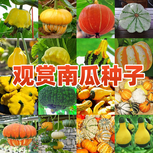 迷你观赏小南瓜种子香炉孑飞碟瓜