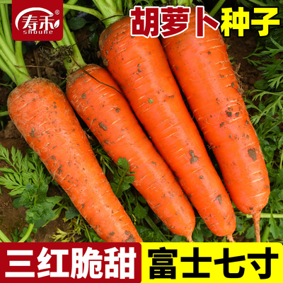 富士七寸胡萝卜种子三红长根高产脆甜大田春秋播种红萝卜种籽