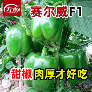 青椒种子辣椒苗甜椒种籽灯笼红菜椒蔬菜菜苗带土秧苗高产籽种大全