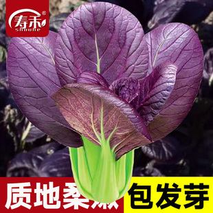 紫罗兰紫油菜种子小青菜种籽红上海青菜籽蔬菜孑菜种秋季 籽种 四季