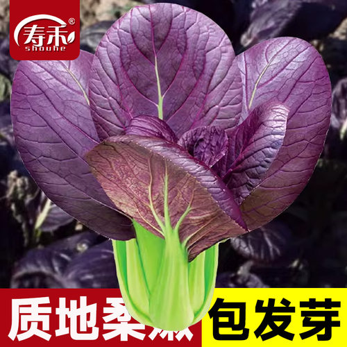 油菜种子上海南方四季