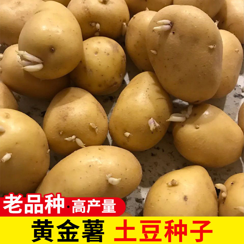 黄皮土豆种孑种子种籽马铃薯种黄心带芽本地高产特大原种秧苗