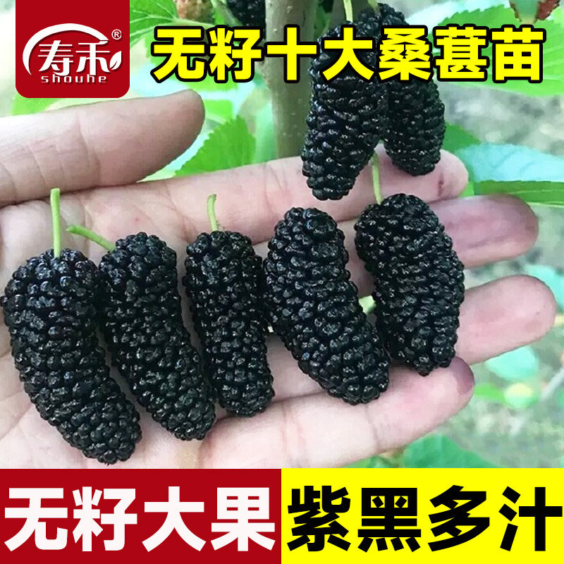 桑葚树苗无籽十大四季大果南北方黑大叶养蚕特大号白桑树盆栽果苗