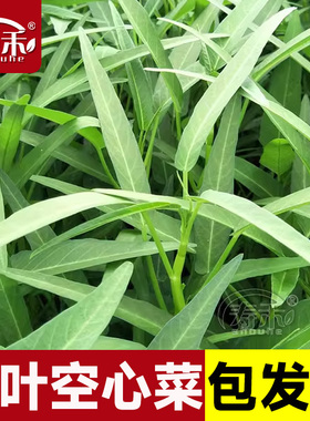 竹叶空心菜种子种籽苗四季菜苗带根柳叶蔬菜菜籽水孑大叶青菜菜种