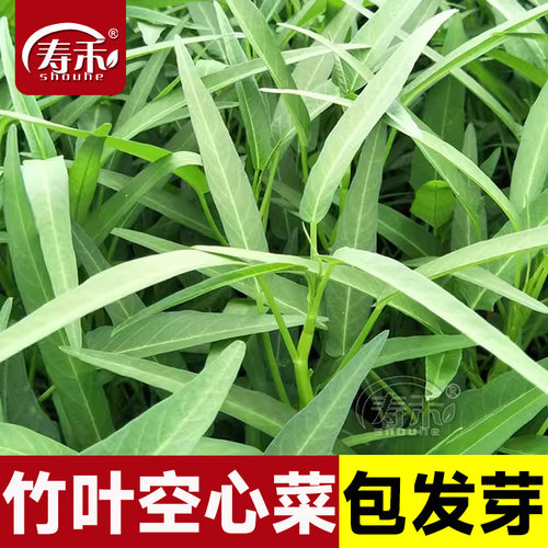 竹叶空心菜种子种籽苗四季菜苗带根柳叶蔬菜菜籽水孑大叶青菜菜种