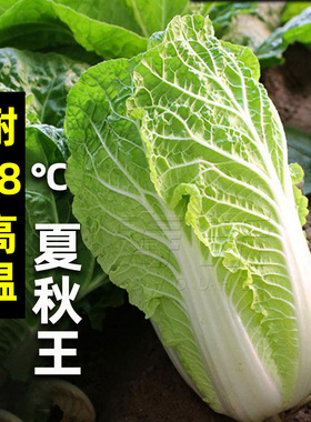 山东胶州大白菜种子种籽孑子籽种大全黄心子白莱夏阳小义和秋四季