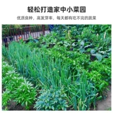 Семя семян семян семян семян семян ракса рапсы рапсы 孑 подходят для всей осени и зимы, которые можно посадить в четвертый сезон и осень зимы