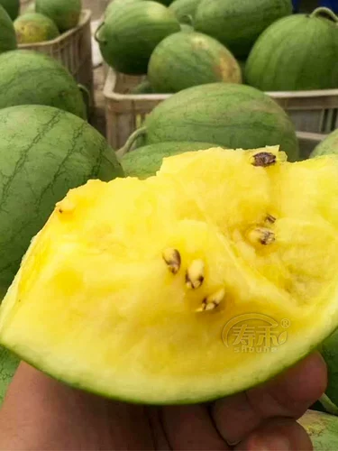 Семена семян семян семян арбуза в Японии, желтый крикет желтые кожуры, маленький весенний южный четыре сезона посадка мулов