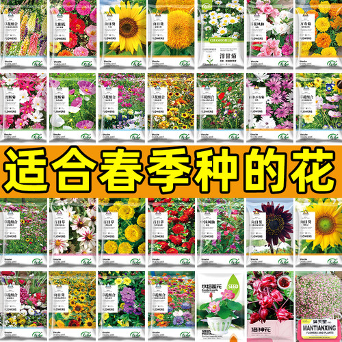 适合春天种的花种子籽大全除虫菊种籽太阳花重瓣向日葵四季波斯菊