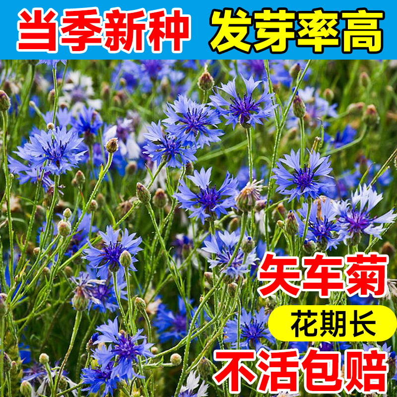 矢车菊种子播种四季易种室内花卉种子阳台盆栽秋播庭院花籽