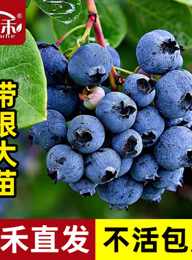 蓝莓树果苗树苗盆栽蓝莓苗南方北方种植果树小苗l29f6种子特大号