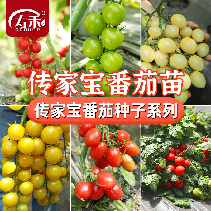 传家宝樱桃小番茄种子小千禧白妃超甜种籽孑苗秧四季果苗秧苗籽种,鲜花速递/花卉仿真/绿植园艺,家庭园艺种子,淘宝优惠券,粉丝福利购,淘宝优惠卷