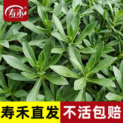 养心菜种子种籽救心菜蔬菜苗四季种苗盆栽孑菜苗高钙根苗苗子菜籽