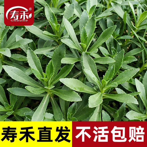 四季种苗盆栽高钙养心菜