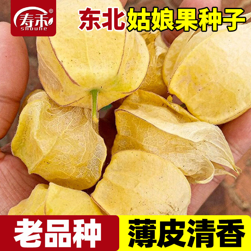 东北姑娘果种子薄皮黄菇娘果种灯笼果种孑果苗特大蔬菜种籽秧苗秧图片