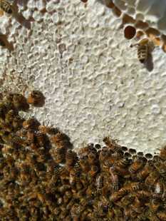 原生新鲜土山百花蜂蜜杂花冬蜜野坝子花原蜜巢蜜孕妇儿童营养蜜