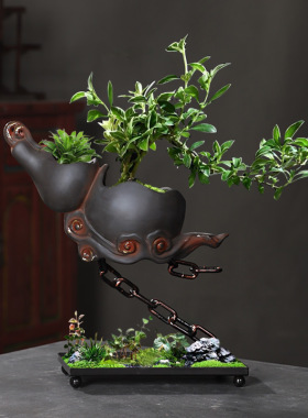 铁链葫芦客厅装饰文竹多肉