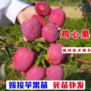 嫁接鸡心果东北小苹果苗锦绣海棠苹果树苗南北方种植果树盆栽地栽