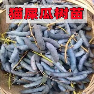 富硒猫屎瓜树苗 鬼指头猫屎筒鸡肠子苗可阳台盆栽 易成活现挖现卖