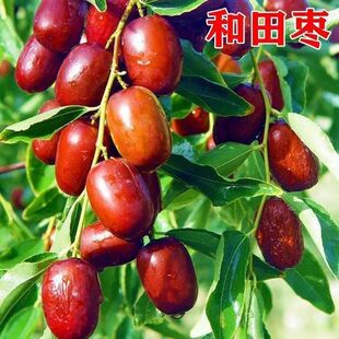 新疆和田大枣树苗特大甜枣苗南北方种植耐寒盆栽地栽当年结果树苗