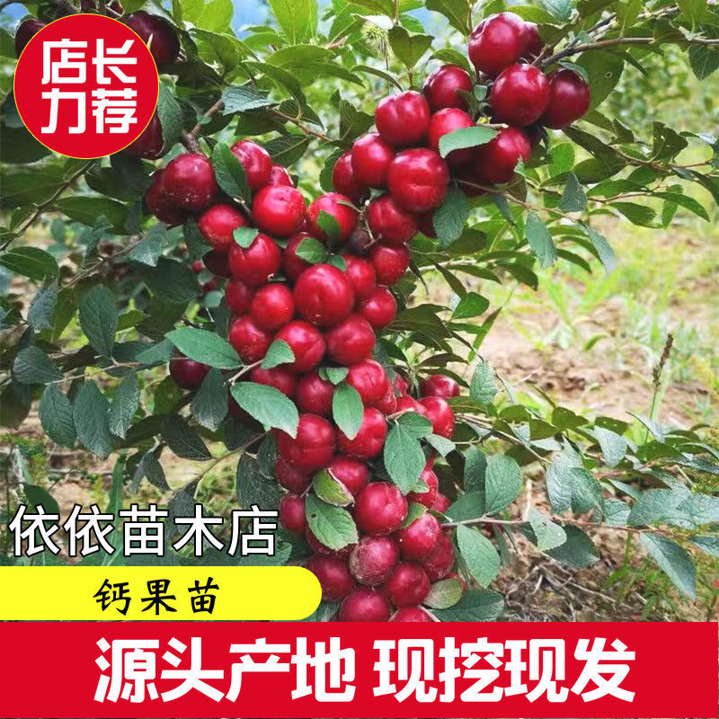 欧李苗农大中华钙果苗新品果树苗南北方种植盆栽地栽当年结果