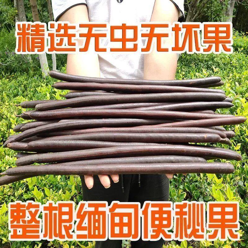 便秘果树苗绿色健康大解缅甸腊肠树苗腊肠果苗便秘果苗地栽盆栽