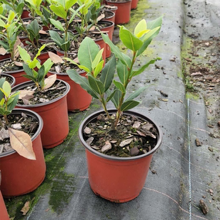 香叶树苗可食用调料树地中海月桂香料树炖肉卤肉增香去腥四季常绿