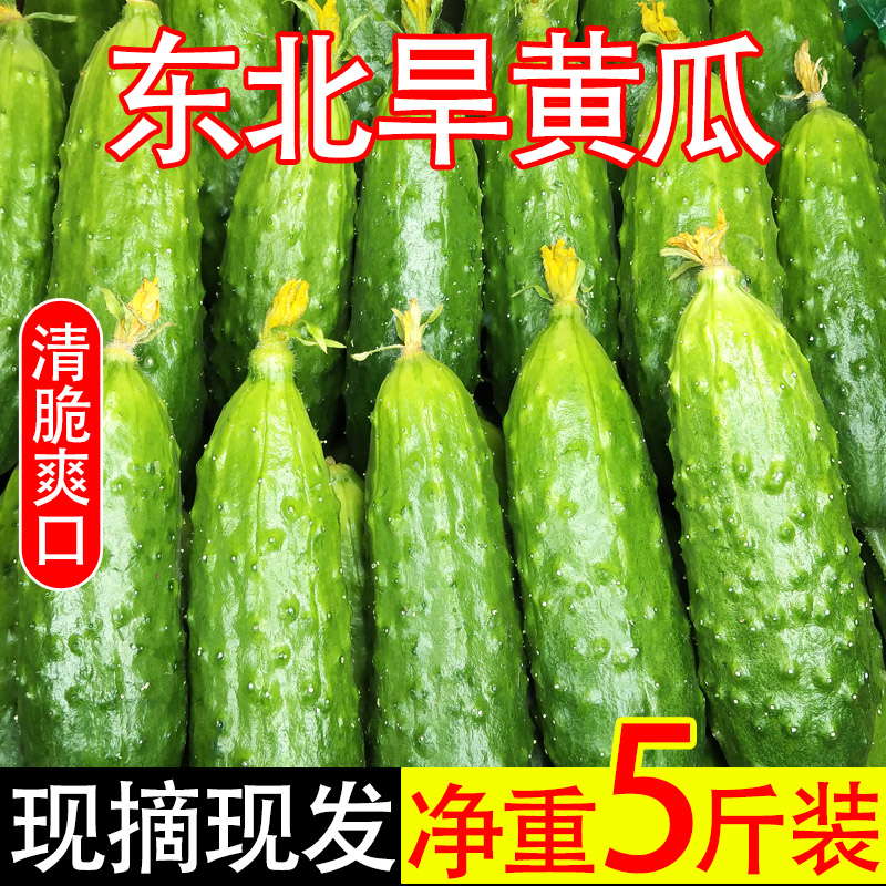 旱黄瓜东北应季黄瓜生吃新鲜