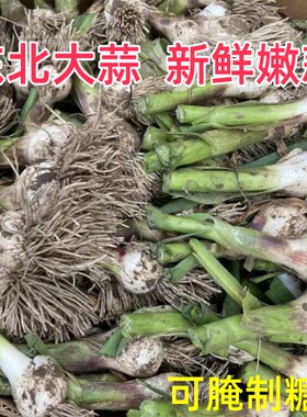 东北新鲜嫩蒜带梗须子糖醋蒜头