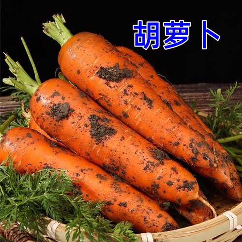 胡萝卜9斤整箱沙地萝卜新鲜蔬菜脆甜爽口带泥农家现挖胡萝卜辅食