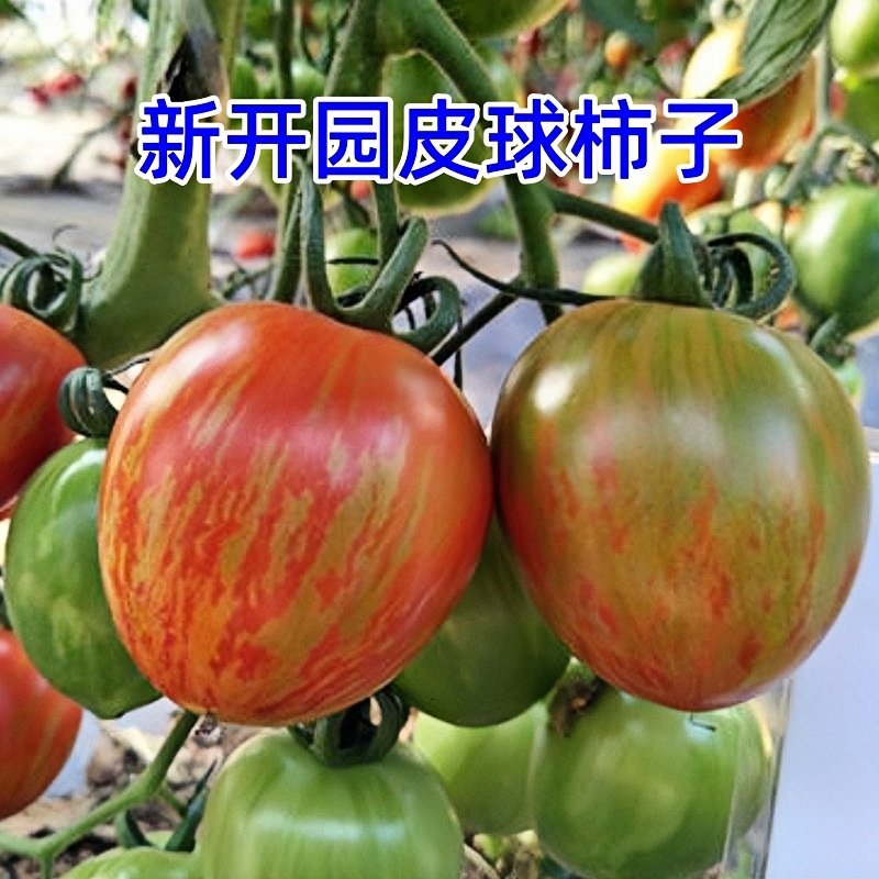 东北皮球柿子花皮球番茄黄虎皮柿子当季新鲜水果蔬菜柿子酸甜多汁