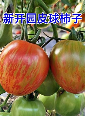 东北皮球柿子花皮球番茄