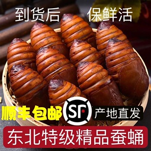 蚕蛹新鲜二黄蚕蛹子东北特产烧烤食材黑茧蛹子高蛋白活体柞蝉蛹