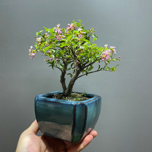 老桩小李樱桃悬崖式开花盆景植物