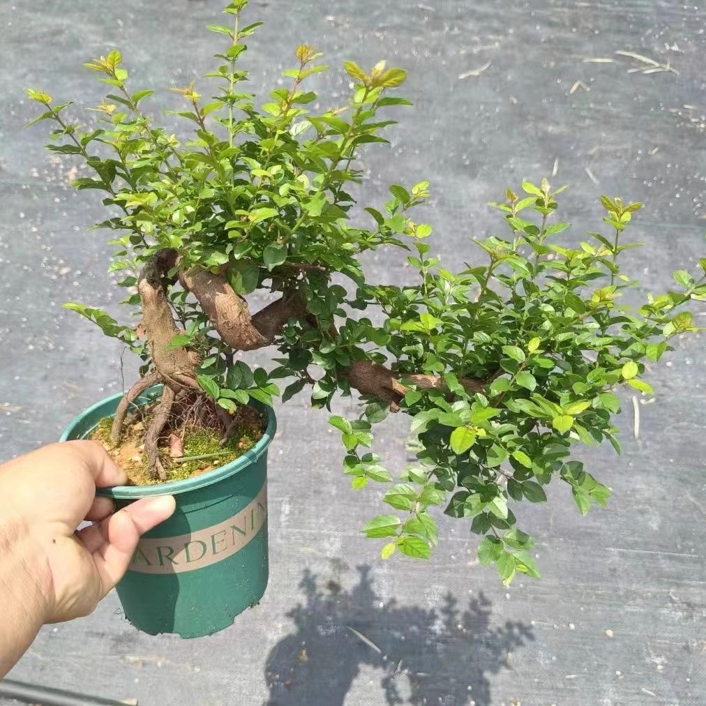 雀梅盆景植物悬崖临水飘枝