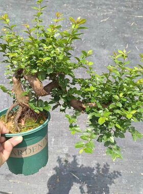 雀梅盆景植物悬崖临水飘枝