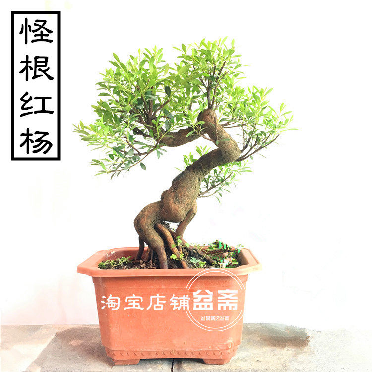 赤楠盆景红杨s造型开花结果盆栽红芽小叶常青老树桩阳台金丝楠木