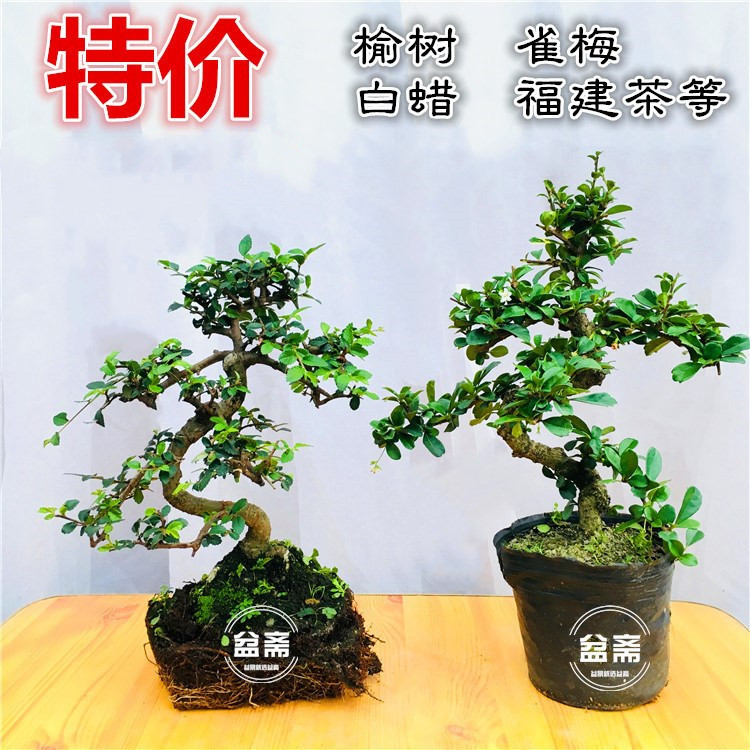 盆景植物造型福建茶小叶雀梅白蜡榆树老桩树桩四季常青开花结果