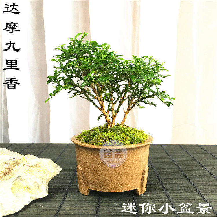 台湾达摩九里香品种七里香小米叶九里香微型掌上盆景庭院植物