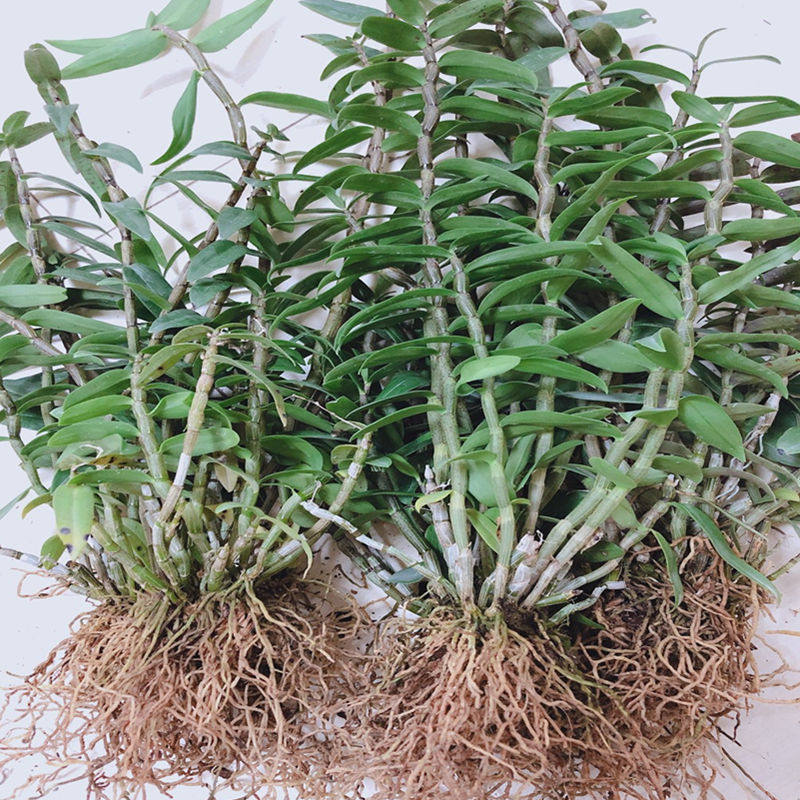 铁皮石斛苗可食用花卉绿植雁荡山种植大棚铁皮石斛苗一斤