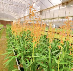 兰花墨兰瑶琳胭脂，朱金色彩花，办公室绿植盆栽，