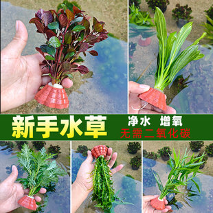 蜈蚣草带底座无需底沙净化水质增氧前中景活体真水草造景无需CO2