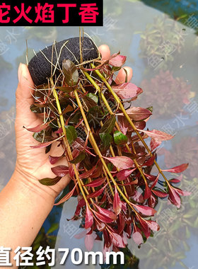 火焰丁香坨草红色丁香中后景懒人易养大小坨水草鱼缸造景生态鱼缸