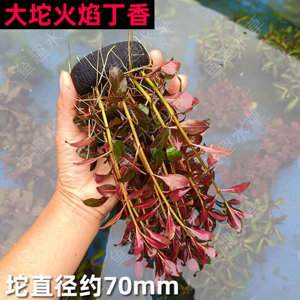 火焰丁香坨草红色丁香中后景懒人易养大小坨水草鱼缸造景生态鱼缸