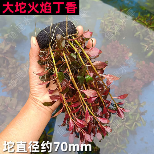 火焰丁香坨草红色丁香中后景懒人易养大小坨水草鱼缸造景生态鱼缸